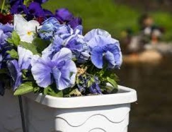 Co to jest flowerbox